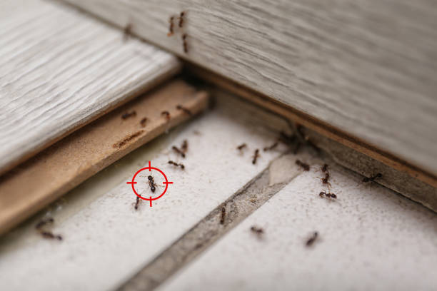 Reliable Vinton, LA Pest Control Solutions